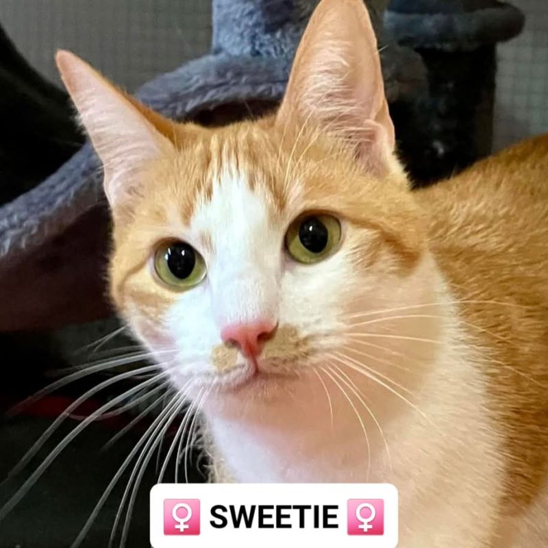 SWEETIE a trouvé sa&nbsp;famille