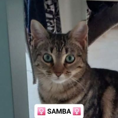 SAMBA a trouvé sa&nbsp;famille