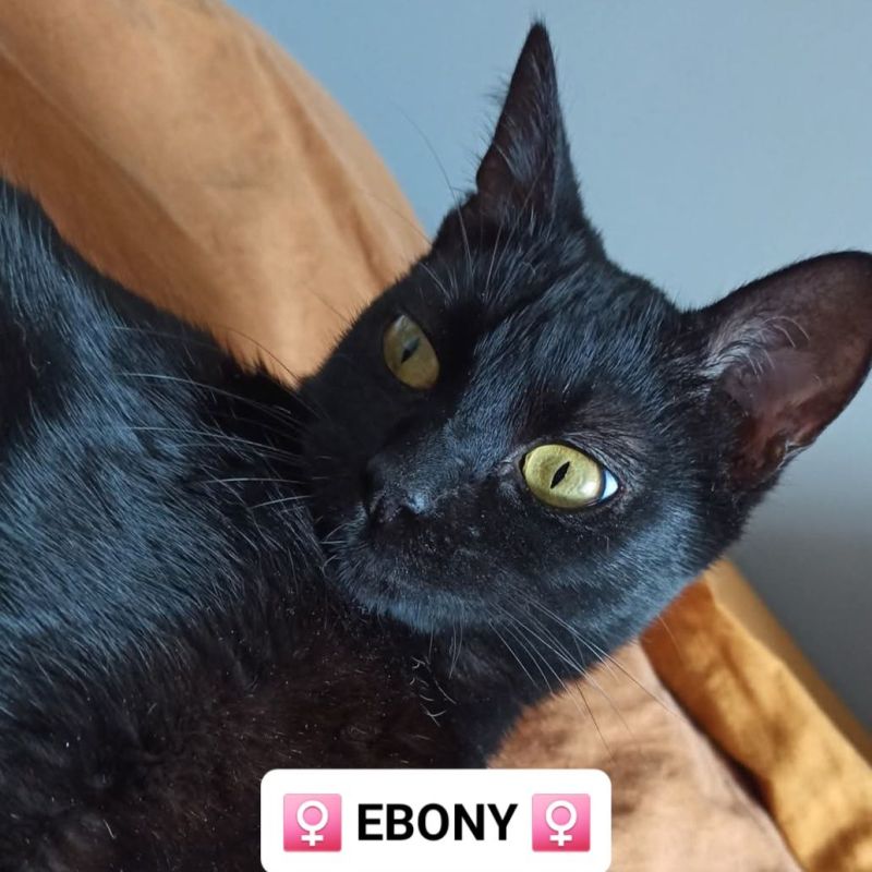 EBONY a trouvé sa&nbsp;famille