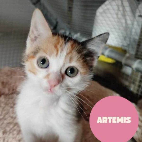 ARTÉMIS a trouvé sa famille&nbsp;!