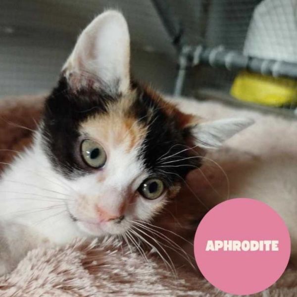 APHRODITE a trouvé sa famille&nbsp;!