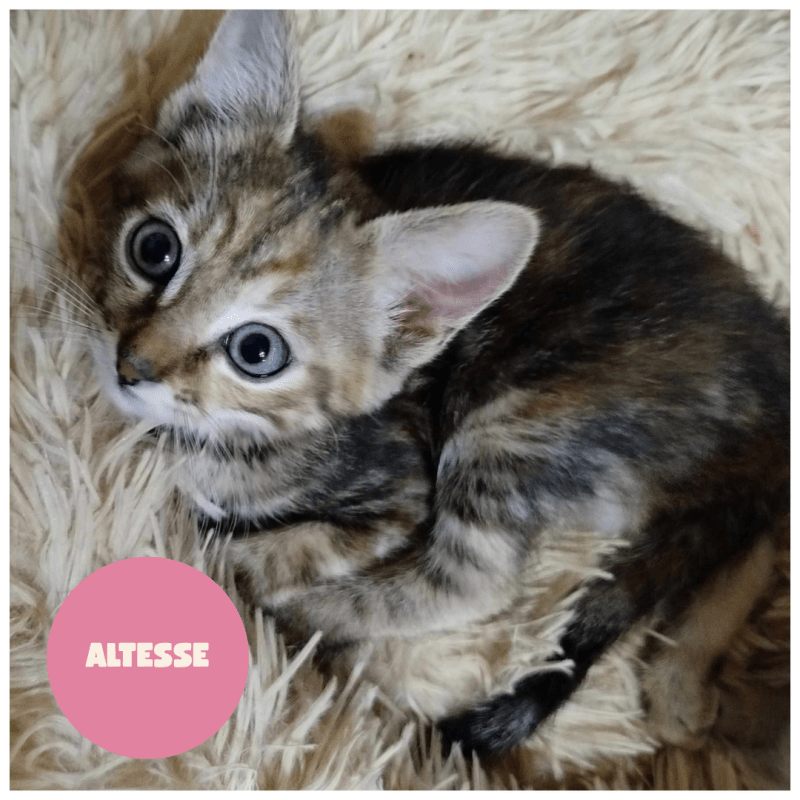 ALTESSE a trouvé sa famille&nbsp;!