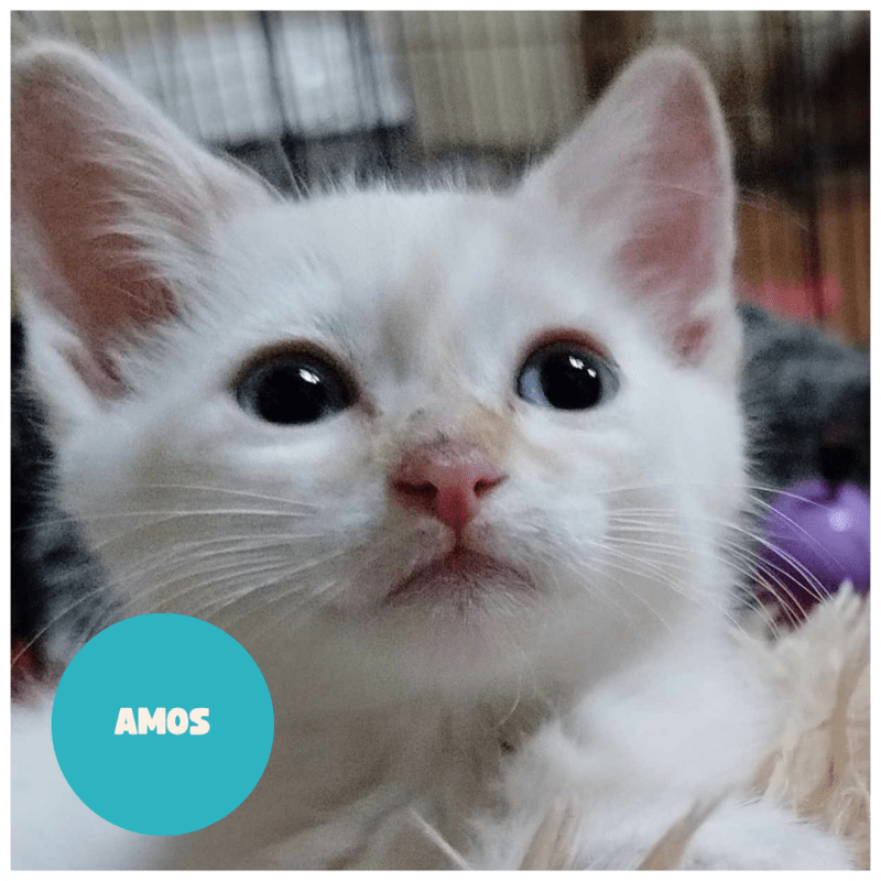 AMOS a trouvé sa famille&nbsp;!