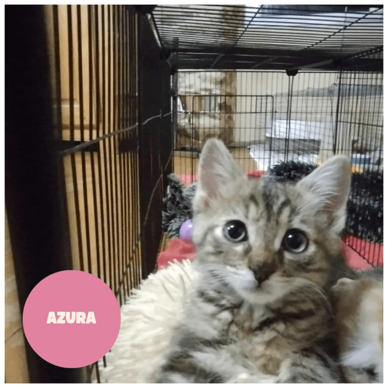 AZURA a trouvé sa famille&nbsp;!