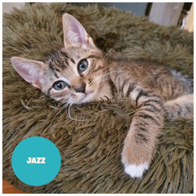 JAZZ a trouvé sa famille&nbsp;!