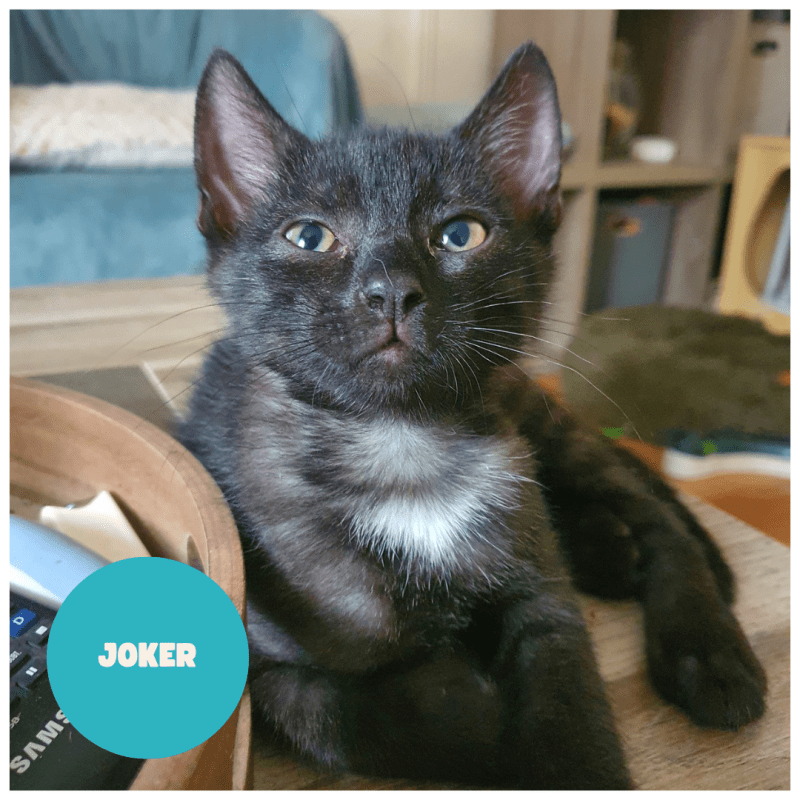 JOKER a trouvé sa famille&nbsp;!