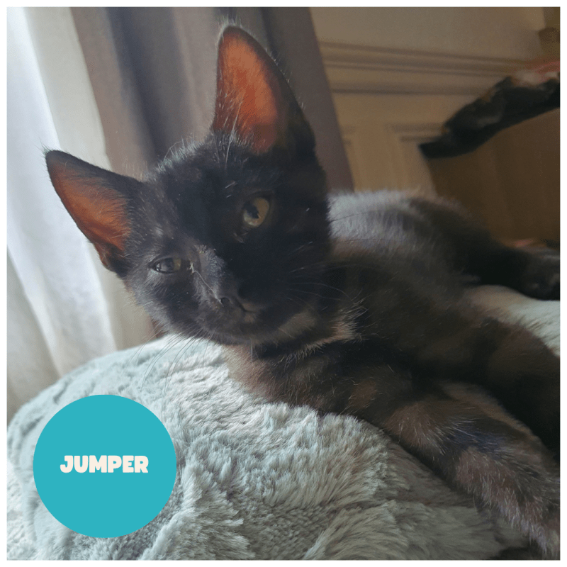 JUMPER a trouvé sa famille&nbsp;!