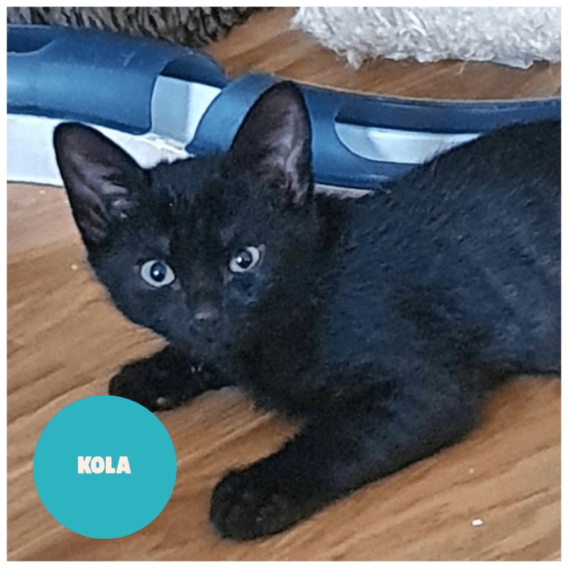 KOLA a trouvé sa famille&nbsp;!