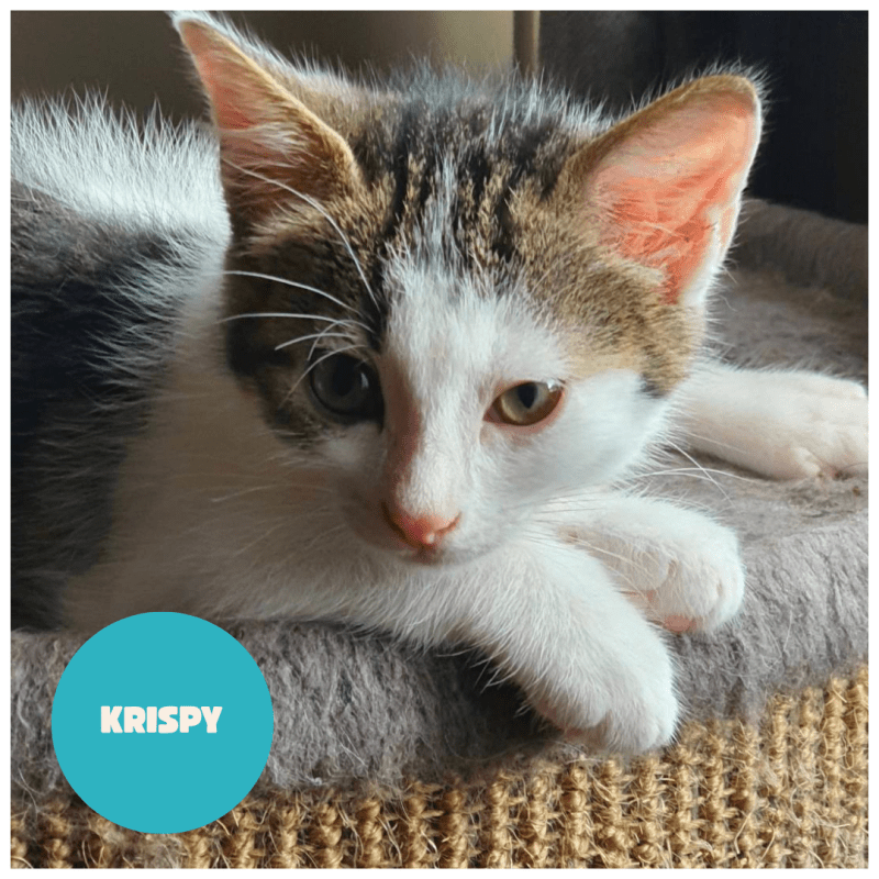 KRISPY a trouvé sa famille&nbsp;!