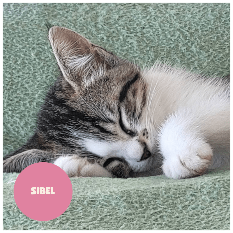 SIBEL a trouvé sa famille&nbsp;!