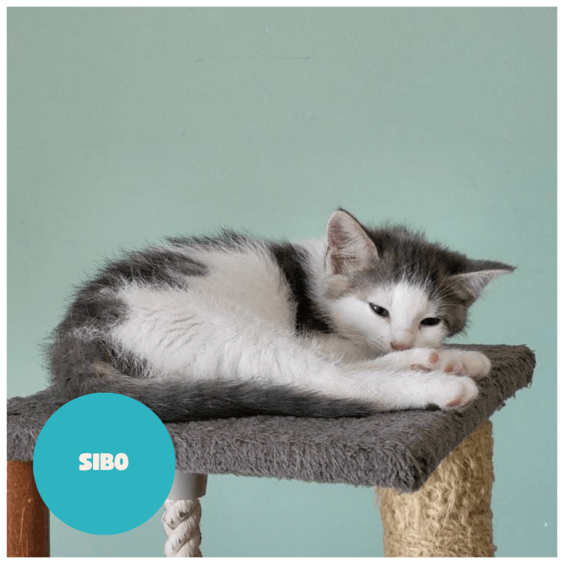 SIBO a trouvé sa famille&nbsp;!