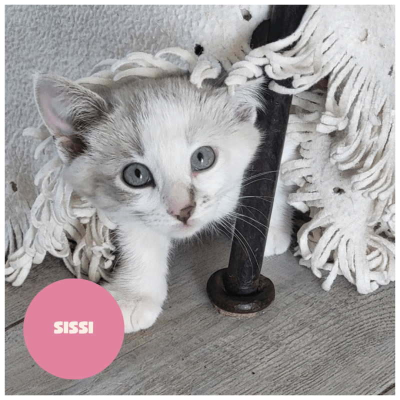 SISSI à trouvé sa famille&nbsp;!