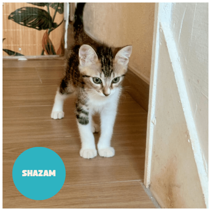 SHAZAM a trouvé sa famille&nbsp;!