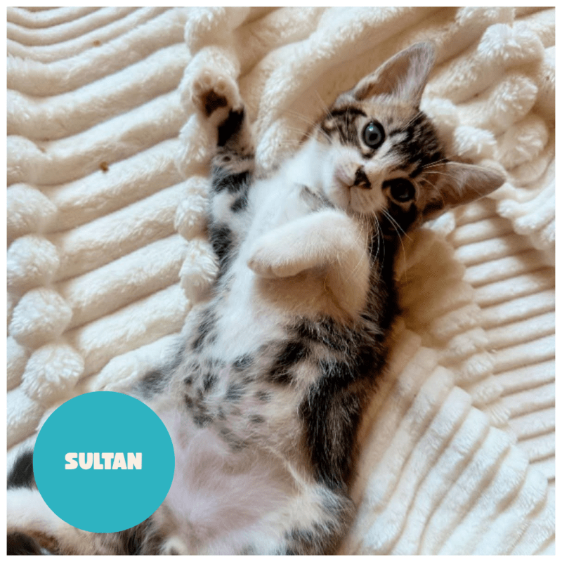 SULTAN a trouvé sa famille&nbsp;!