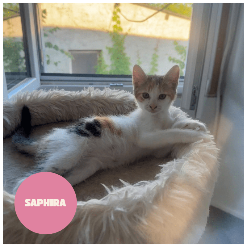 SAPHIRA a trouvé sa famille&nbsp;!