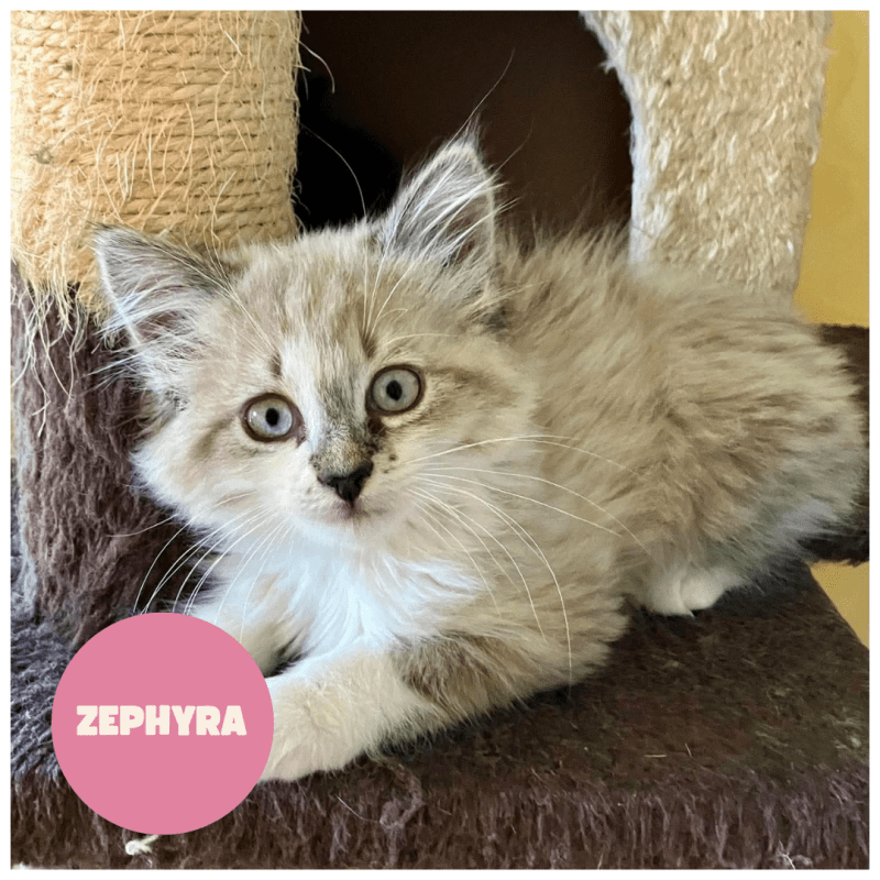 ZÉPHYRA a trouvé sa famille&nbsp;!