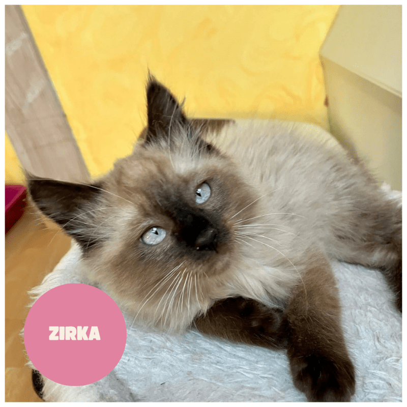 ZIRKA a trouvé sa famille&nbsp;!
