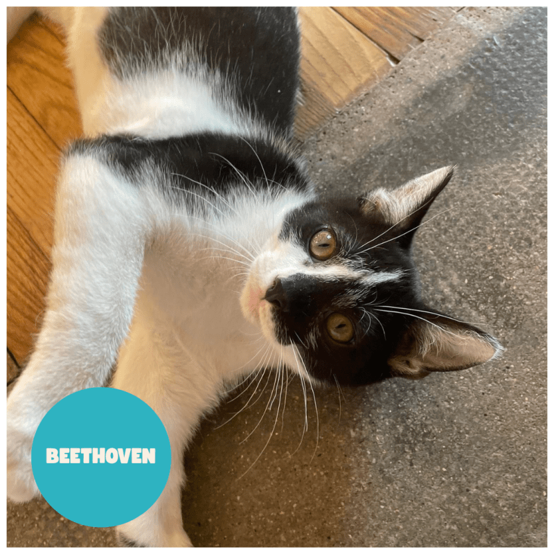 BEETHOVEN a trouvé sa famille&nbsp;!