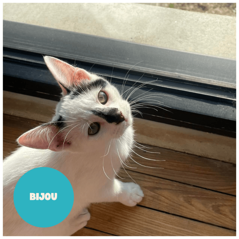 BIJOU a trouvé sa famille&nbsp;!