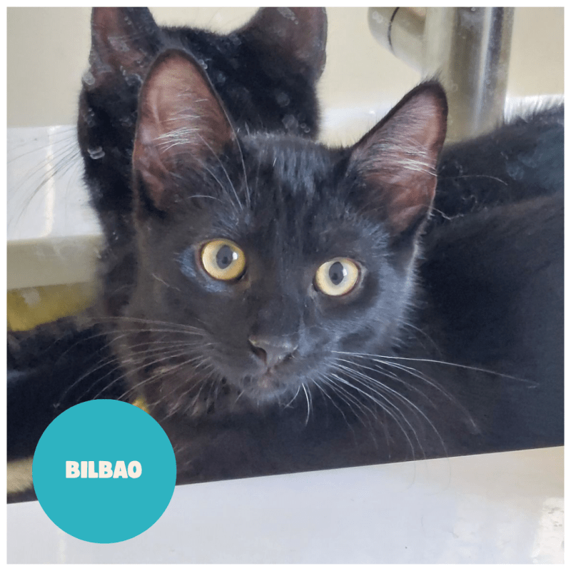 BILBAO a trouvé sa famille&nbsp;!