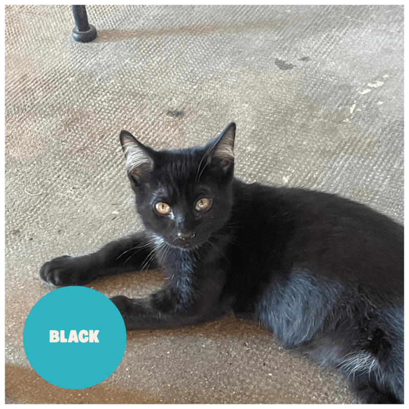 BLACK a trouvé sa famille&nbsp;!