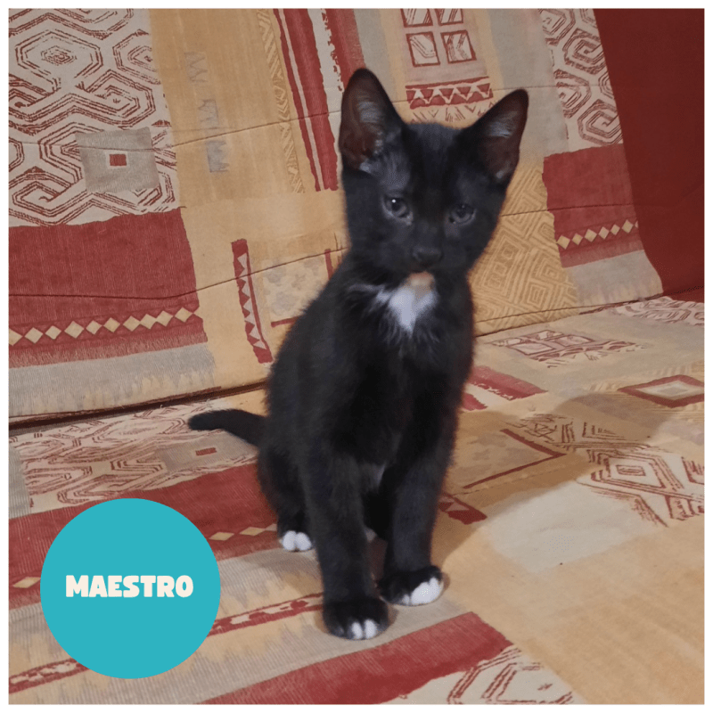 MAESTRO a trouvé sa famille&nbsp;!