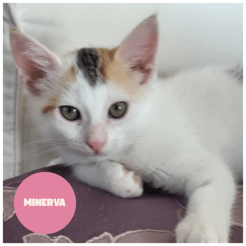 MINERVA a trouvé sa famille&nbsp;!