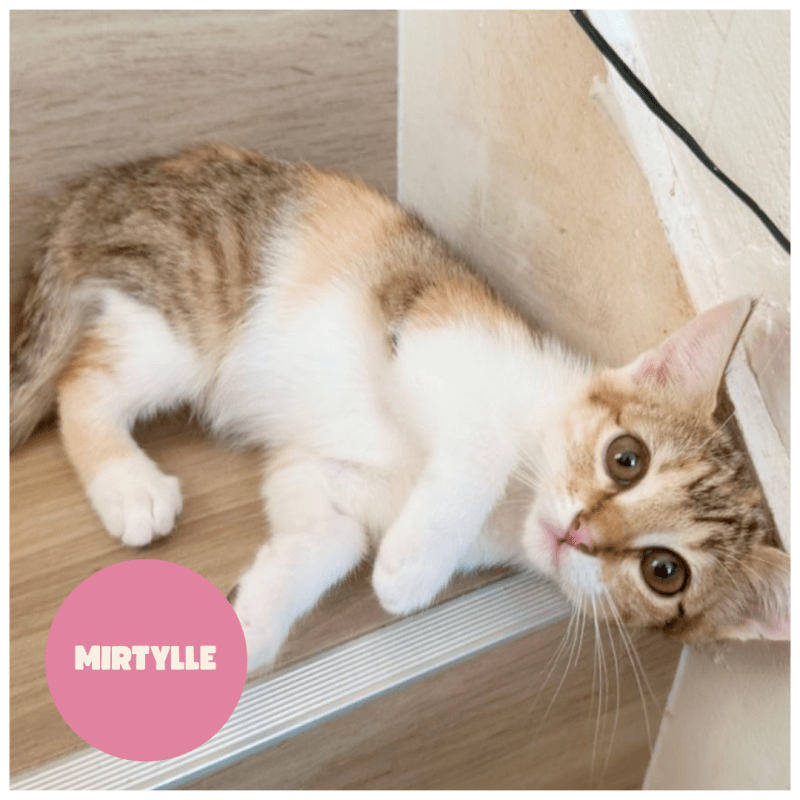 MIRTYLLE a trouvé sa famille&nbsp;!