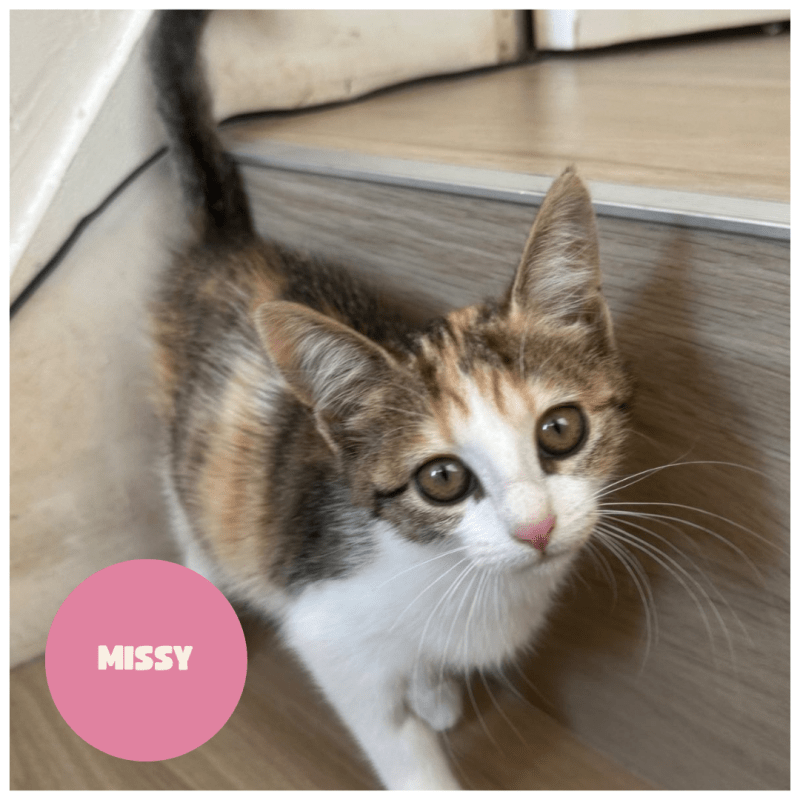 MISSY a trouvé sa famille&nbsp;!