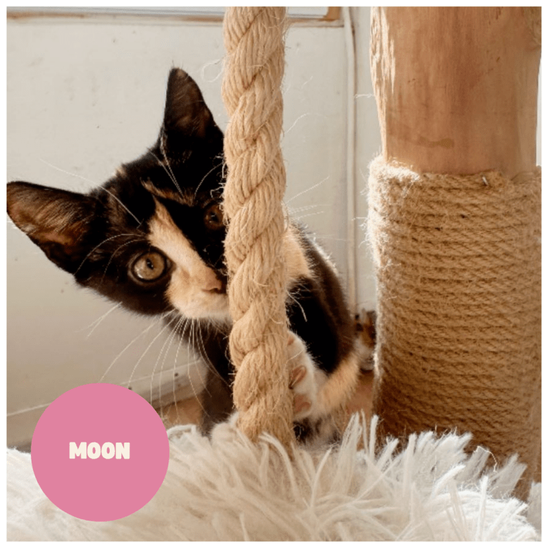 MOON a trouvé sa famille&nbsp;!