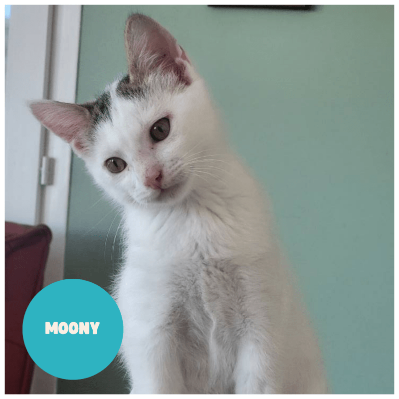 MOONY a trouvé sa famille&nbsp;!