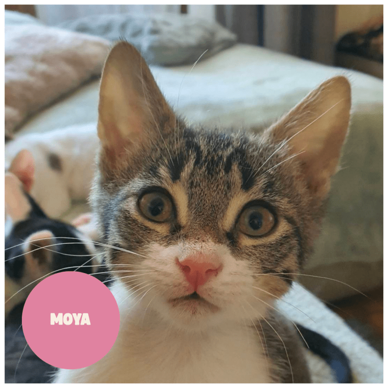 MOYA a trouvé sa famille&nbsp;!