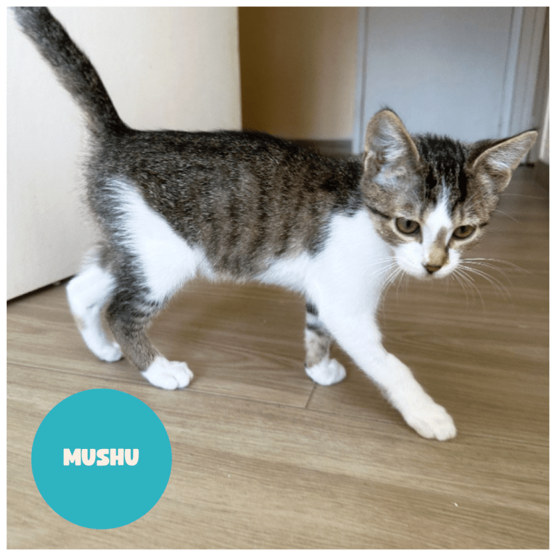 MUSHU a trouvé sa famille&nbsp;!