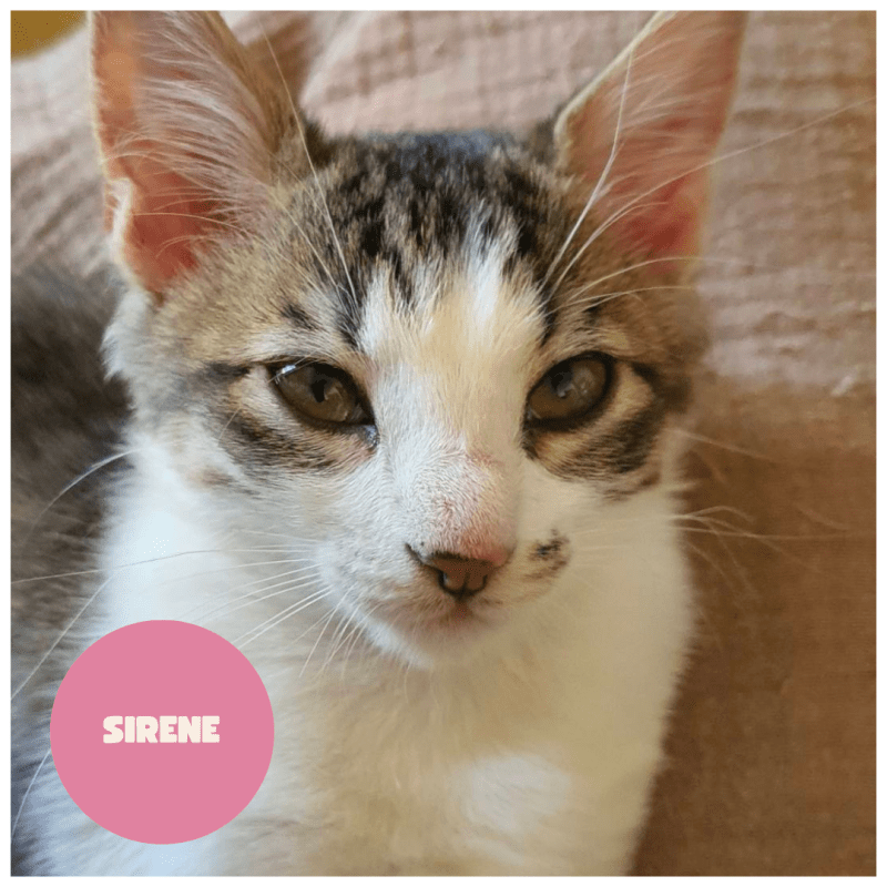 SIRENE a trouvé sa famille&nbsp;!