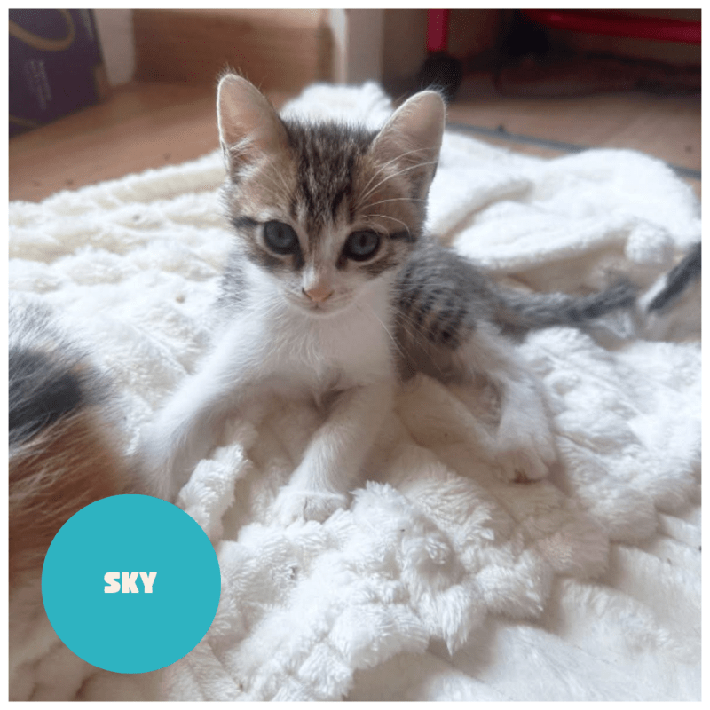 SKY a trouvé sa famille&nbsp;!