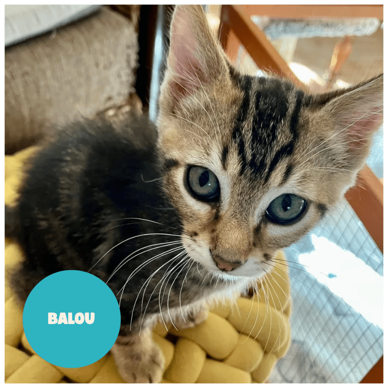 BALOU a trouvé sa famille&nbsp;!