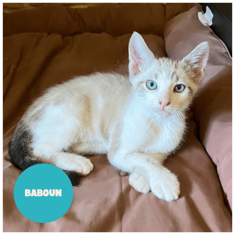 BABOUN a trouvé sa famille&nbsp;!