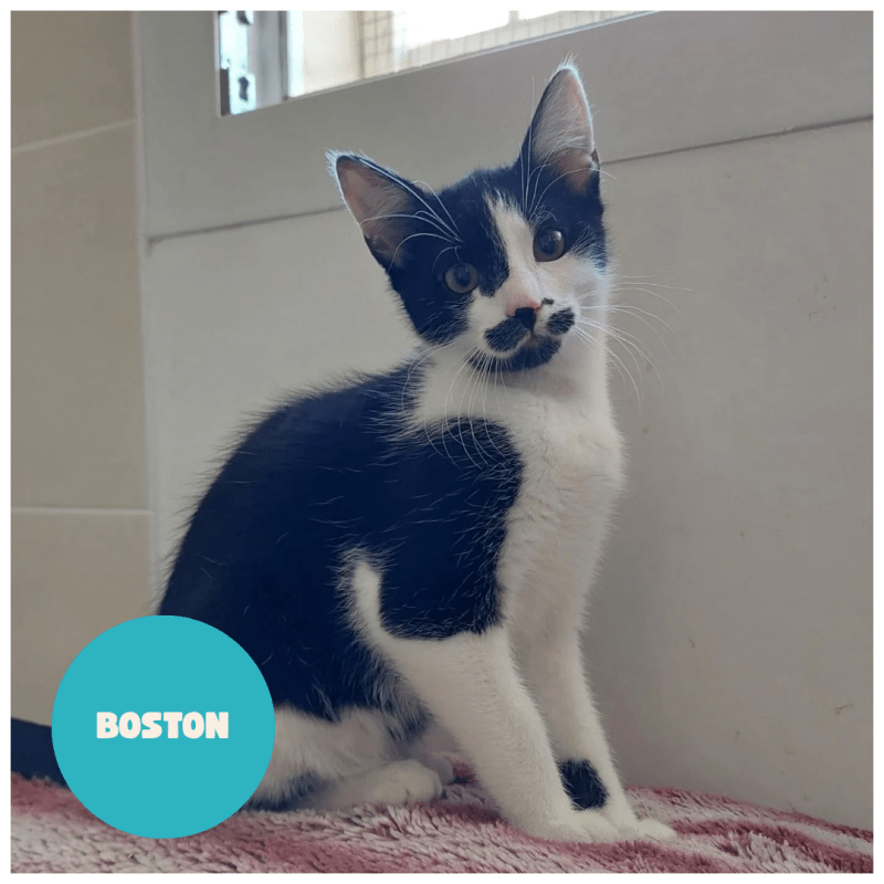 BOSTON a trouvé sa famille&nbsp;!