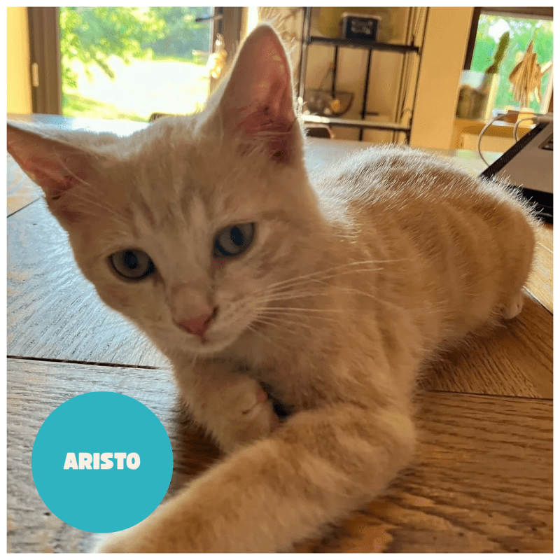 ARISTO a trouvé sa famille&nbsp;!