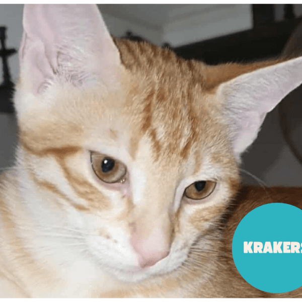 KRAKERS a trouvé sa famille&nbsp;!