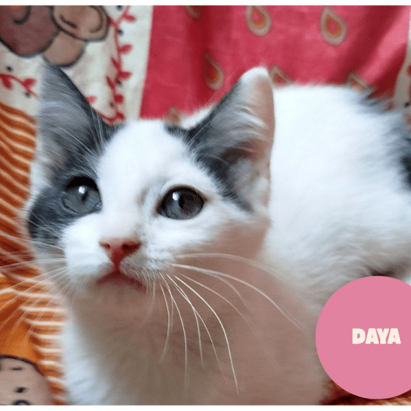 DAYA a trouvé sa famille&nbsp;!