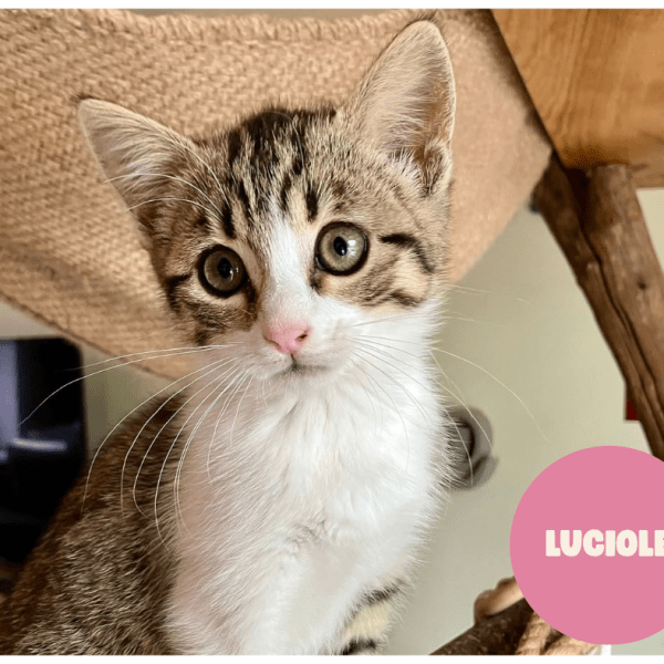 LUCIOLE a trouvé sa famille&nbsp;!