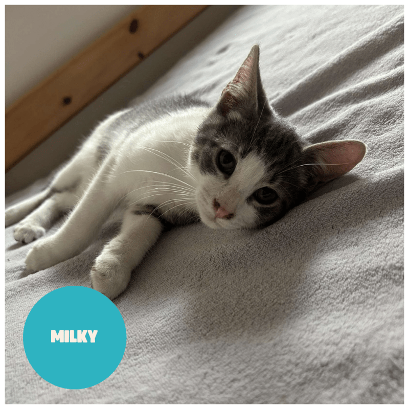 MILKY a trouvé sa famille&nbsp;!