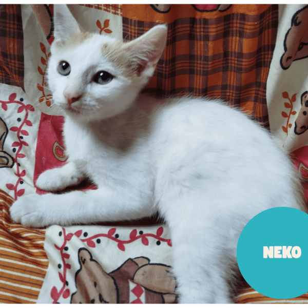 NEKO a trouvé sa famille&nbsp;!