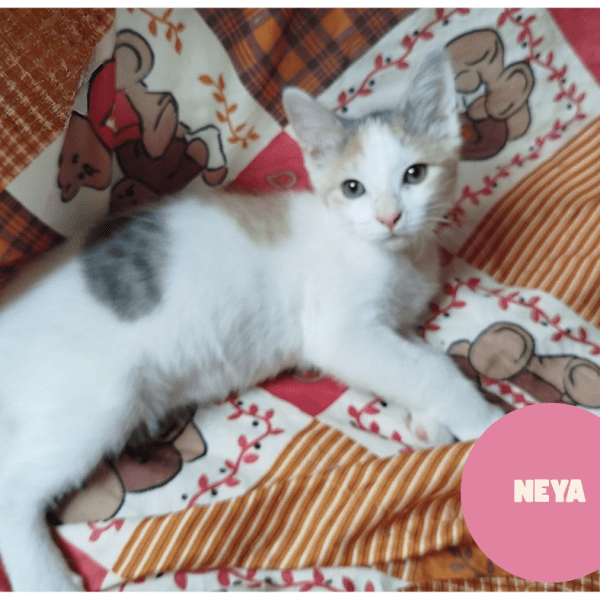 NEYA a trouvé a famille&nbsp;!