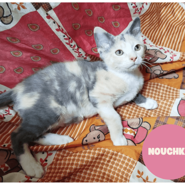 NOUCHKA a trouvé sa famille&nbsp;!