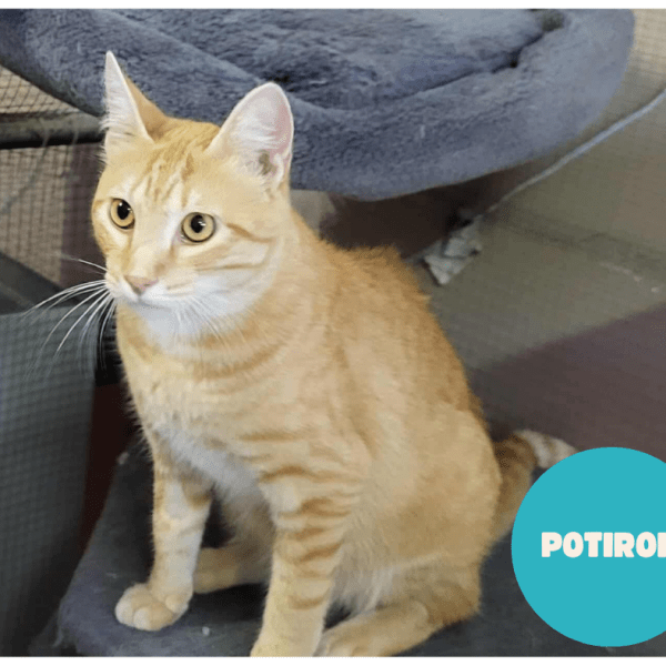 POTIRON a trouvé sa famille&nbsp;!