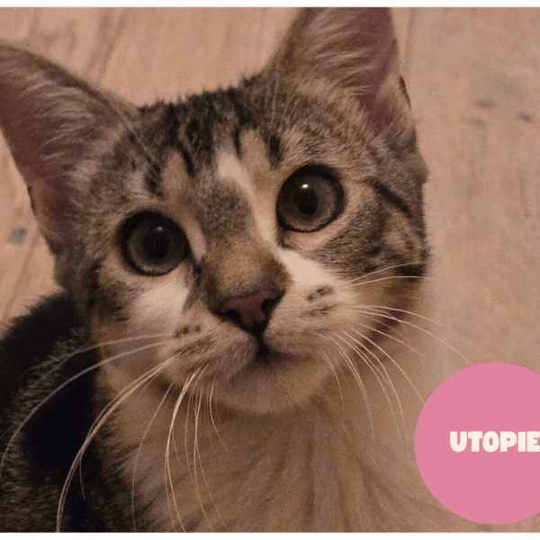 UTOPIE a trouvé sa famille&nbsp;!