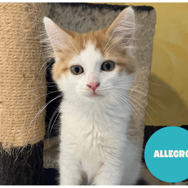 ALLEGRO a trouvé sa famille&nbsp;!