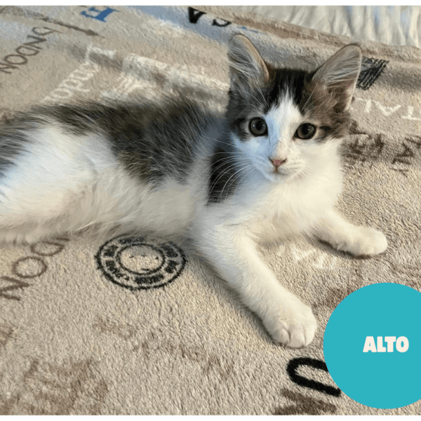 ALTO a trouvé sa famille&nbsp;!